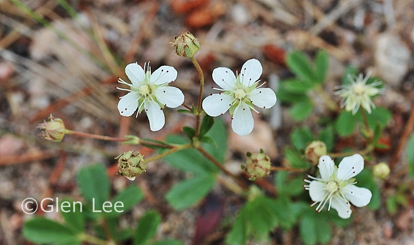 Sibbaldiopsis tridentata photos Saskatchewan Wildflowers